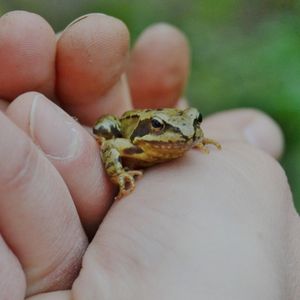 Kleiner Frosch sitzt auf einer Hand.